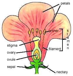 Name Section Lab 4 Flowers, Pollination and Fruit Flowers are designed on plants for sexual reproduction.