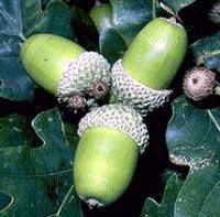 13. Fruit with hard exocarp; usually attached to extra material (e.g.