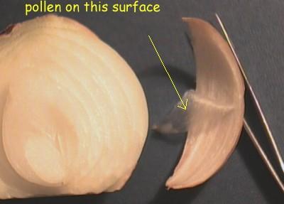Pollen type and Germination Pollen also can be very different between species. Shape, size and texture can all take on very important functional roles.