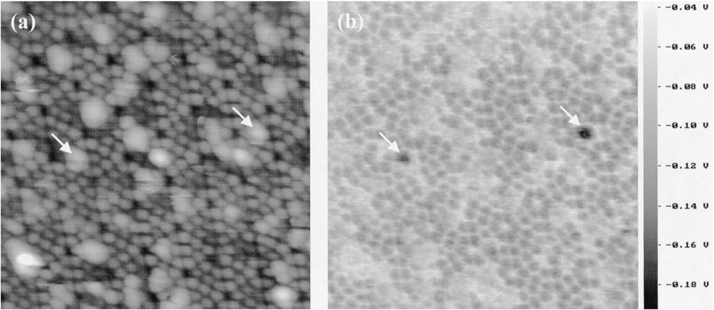 44 Masakazu Nakamura and Hirofumi Yamada Fig. 6.4. 20 20 nm 2 (a) NC-AFM and (b) CPD images of Au adsorbed Si(111)-7 7 label families because electrostatic force extends to the longest range among