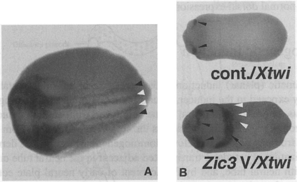 NC Induction 49 Fig. 2.13 Expression of Zic3in the South African clawed-toed frog Xenopus laevis.