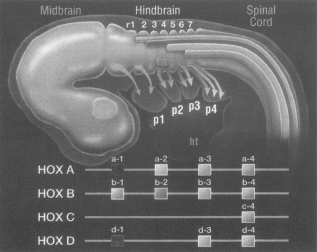 56 2 Embryological Origins and the Identification of Neural Crest Cells Fig. 2.18 Hox-gene expression in the rhombomeres of the hindbrain (r1 r7) and in the pharyngeal arches (p1 p4) is shown in this reconstruction of a mouse embryo of 9.