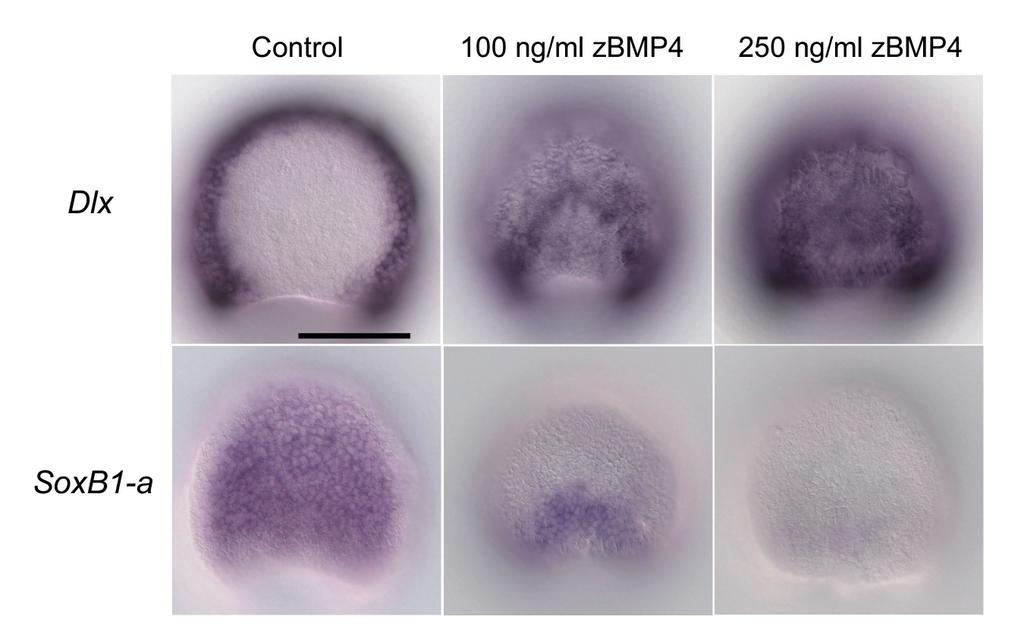 Figure S2 Dose-dependent effect of zbmp4 treatment on amphioxus epidermal and neural gene expression. Whole-mount in situ hybridization for Dlx and SoxB1-a at late gastrula stage.
