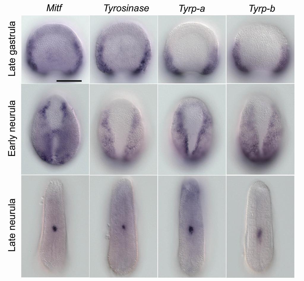 Figure S3 Expression of Mitf, Tyrosinase, and two Tyrosinase-related proteins in amphioxus embryos. All embryos are oriented in dorsal view with anterior at the top. Scale bar, 50 µm.