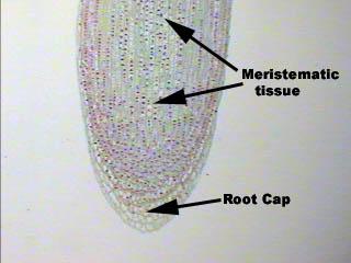 Mitosis and cytokinesis in plants BOTANY LAB #1 MITOSIS AND PLANT TISSUES In plants the formation of new cells takes place in specialized regions of meristematic tissue.