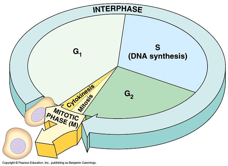 The Cell Cycle Interphase is not a mitotic stage, but it does represent the greatest portion of the cell cycle (see the