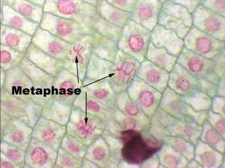 (3) In late prophase the nucleoli and nuclear membrane will have completely disappeared. The photo below illustrates late prophase.