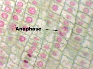 Anaphase Anaphase is the third phase of mitosis.