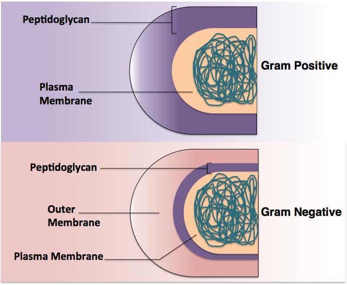 Figure 2. Diagram of the cell structure of Gram negative and Gram positive bacteria.