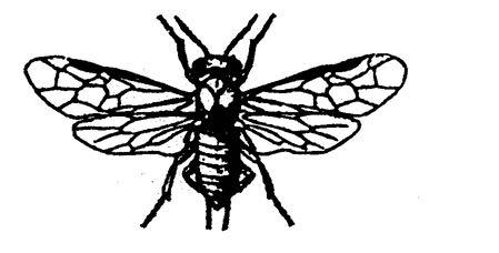General characteristics of the suborder Symphyta include: Phytophagous Long antennae Chewing mouthparts Abdomen not constricted Large ovipositor
