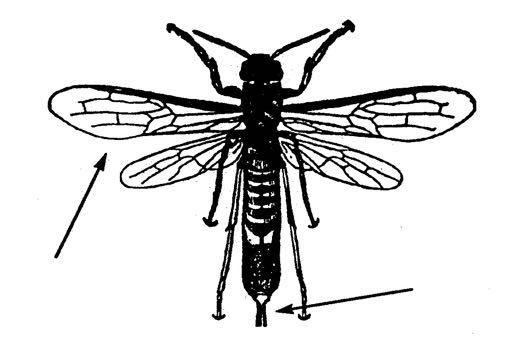 Elongate body Thick wing venation Horny, spearlike plate on last abdominal tergite = anal spine Distinct cerci Long ovipositor Larvae: wood borers General characteristics of the suborder Apocrita: