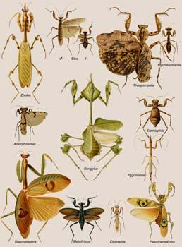 Mantodea (Mantises) Classification. 2300 species divided into 434 genera and 8 families. Only one family, the Mantidae, in found in the US. Structure.