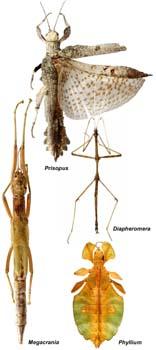 Antennae are short to very long and slender. Wings much reduced or absent in many species.