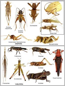 Orthoptera (Crickets, katydids, wetas, grasshoppers and kin) Classification.