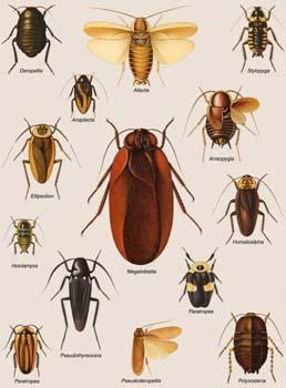 Blattaria (Roaches) Classification. 4000 described species in 460 genera. Family-level classification is unsettled, but centers around 6.