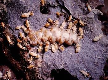 Isoptera (Termites) Classification. 2900 species divided into 7 families, with over 80% of the species belonging to the higher termite family,termitidae.
