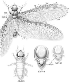 Three different adult castes exist in termite colonies: 1) winged primary reproductives, 2) wingless soldiers, and 3) wingless workers.
