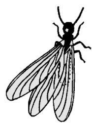 Hrntails, superfamily Siricidea Sawflies, Tenthredinidae Scial wasps, superfamily Vespidea Figure 16.