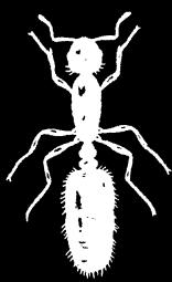 Ant r Termite? Ant Termite Clr Black, red, yellwish, etc.