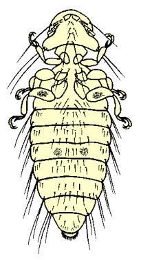 Figure 19. Caterpillars (larval stage f Lepidptera) have three pair f jinted legs n the thrax plus up t five pair f prlegs n the abdmen.
