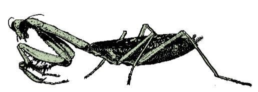 Mantdea Mantids Predatrs f ther insects, which they capture with frnt legs and eat. Winter is spent in the egg mass cvered with a tugh plystyrene-like cat.