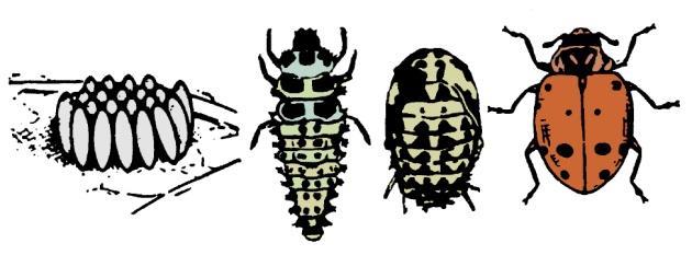 American cckrach Features: [Figure 2] Bdy: Flattened Antennae: Lng, thread-like Muthparts: Chewing Wings: If present, are thickened, semi-transparent with distinct veins and lay flat.