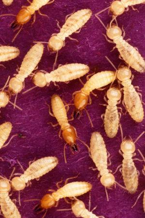 Paurometabolous Isoptera Termites
