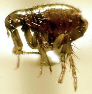 Siphonoptera Fleas 