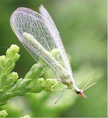 Lacewings,