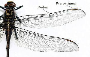 Most of insect orders end with ptera, which is greek for with wings Can be