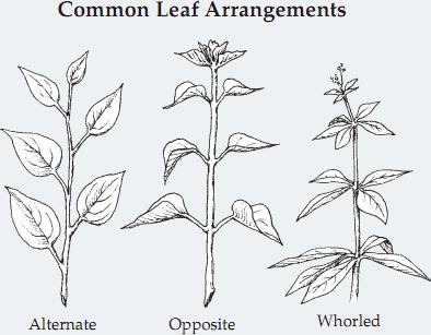 In simple leaves, there is a single blade, or lamina.