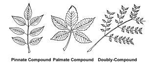L a b 5 : S t r u c t u r e s o f M o n o c o t s v s. D i c o t s P a g e 5 Like simple leaves, each compound leaf is then arranged around the plant stem.