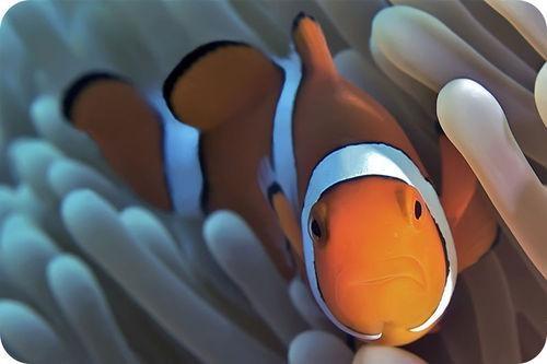 Both species benefit, so this is a mutualistic relationship. The clownfish and the sea anemones also have a mutualistic relationship.
