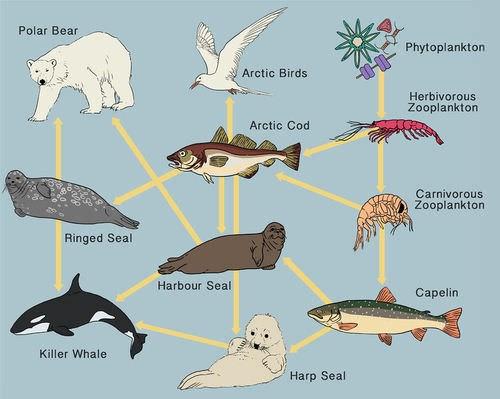 Food web in the Arctic Ocean. Focus Questions 1. Which is a more accurate model to show the flow of energy in an ecosystem, a food chain or a food web? Explain your reasoning. 2.