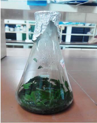 In this study, we have synthesized silver nanoparticles for the reduction of Ag + ions to Ag 0 nanoparticles from silver nitrate solution using Dracaena mahatma leaf extract at ambient temperature.