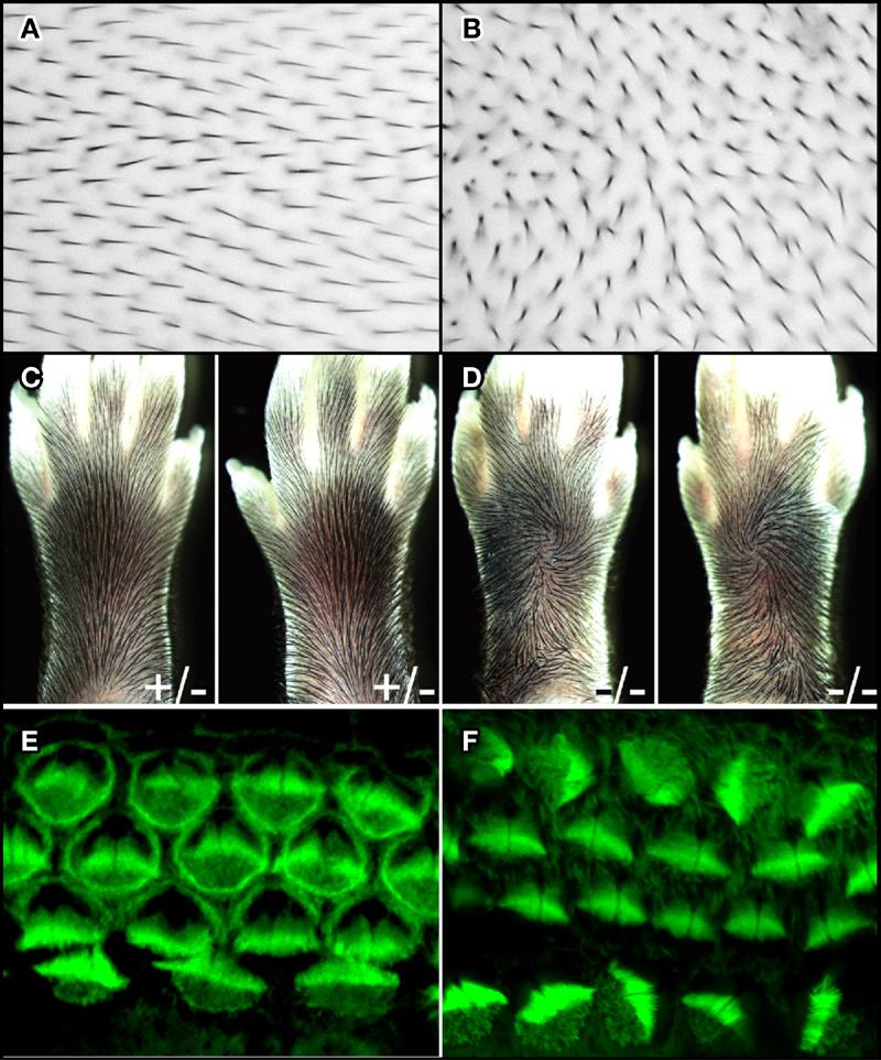 Figure 1. Planar Polarity in Epithelia (A and B) Drosophila wing cells produce single cytoskeletal extensions that become the hairs of the adult wing.