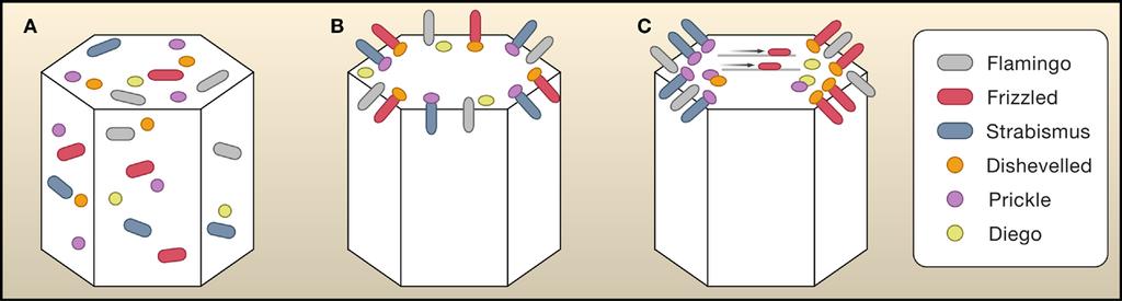 Figure 2. The Core Planar Cell Polarity Pathway in Drosophila A schematic wing epithelial cell is shown at early (A and B) and late (C) pupal stages. Apical is up, distal is to the right.