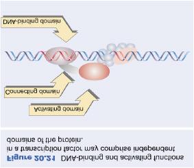 Transcription factors Any protein required for initiation but not a component of