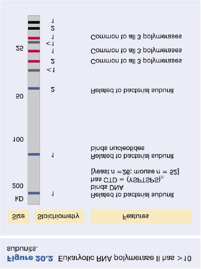 Composition of eukaryotic RNA polymerases Large proteins - >500kD 8-14 subunits Three largest subunits similar to α, β, β from prokaryotic