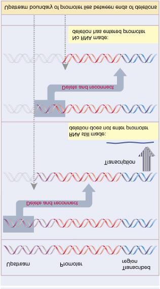 Analysis of promoters Deletion analysis progressive removal of sequences Determines boundary of promoter Point mutations mutations within boundary of