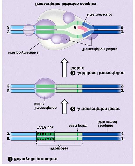Eukaryotic transcription General Transcription factors Recognize and bind the promotor region, including at the TATA box Allow RNA polymerase to bind to promoter RNA polymerase +