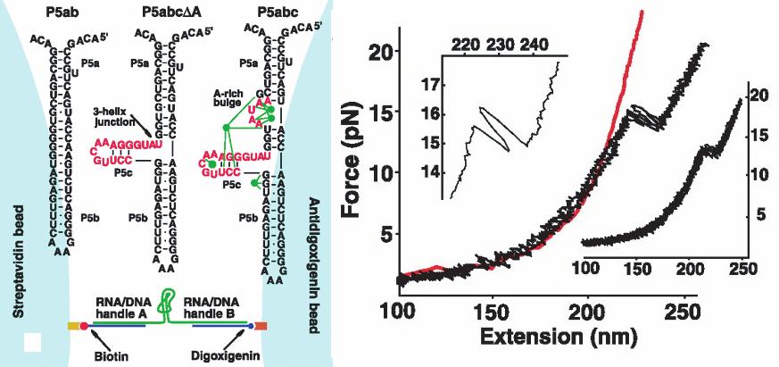 36 T R Strick et al Figure 25. Extension of ssdna single molecule in a large force regime. : 10 mm PB after treatment with glyoxal.