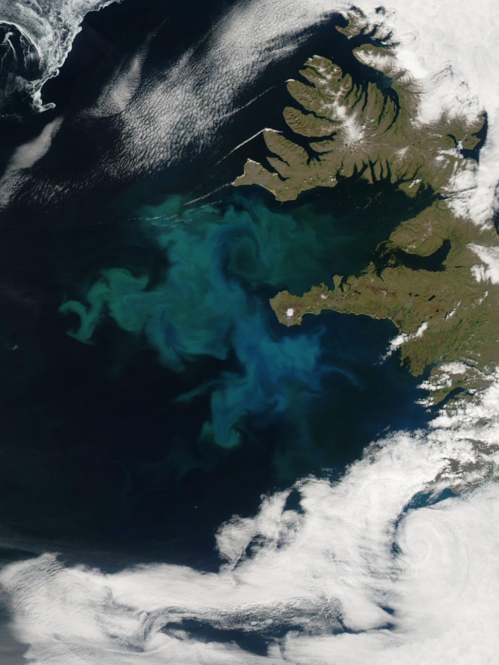 Figure 1: A phytoplankton bloom in the ocean near Iceland, photographed by Nasa Earth Observatory.