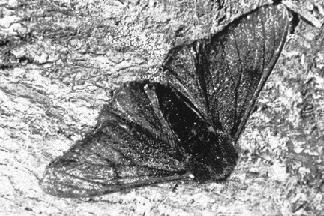 carbonaria variant In the late 1800s, people throughout England began noticing that the common peppered moth, which was usually white in color, were appearing more often in its uncommon black