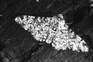 Over a relatively short time, the surroundings in polluted areas had changed, causing the previously uncommon black moth to be more successful in camouflaging itself.