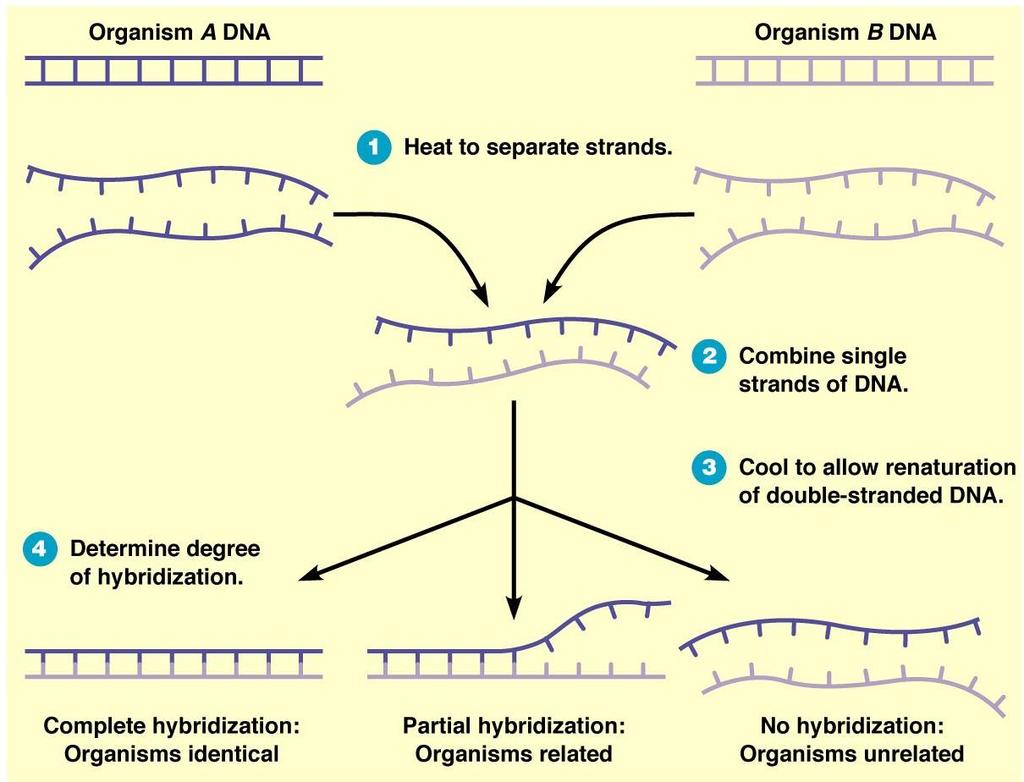 Nucleic Acid Hybridization Single strands of DNA or RNA, from related organisms will hydrogen-bond to form a double-stranded
