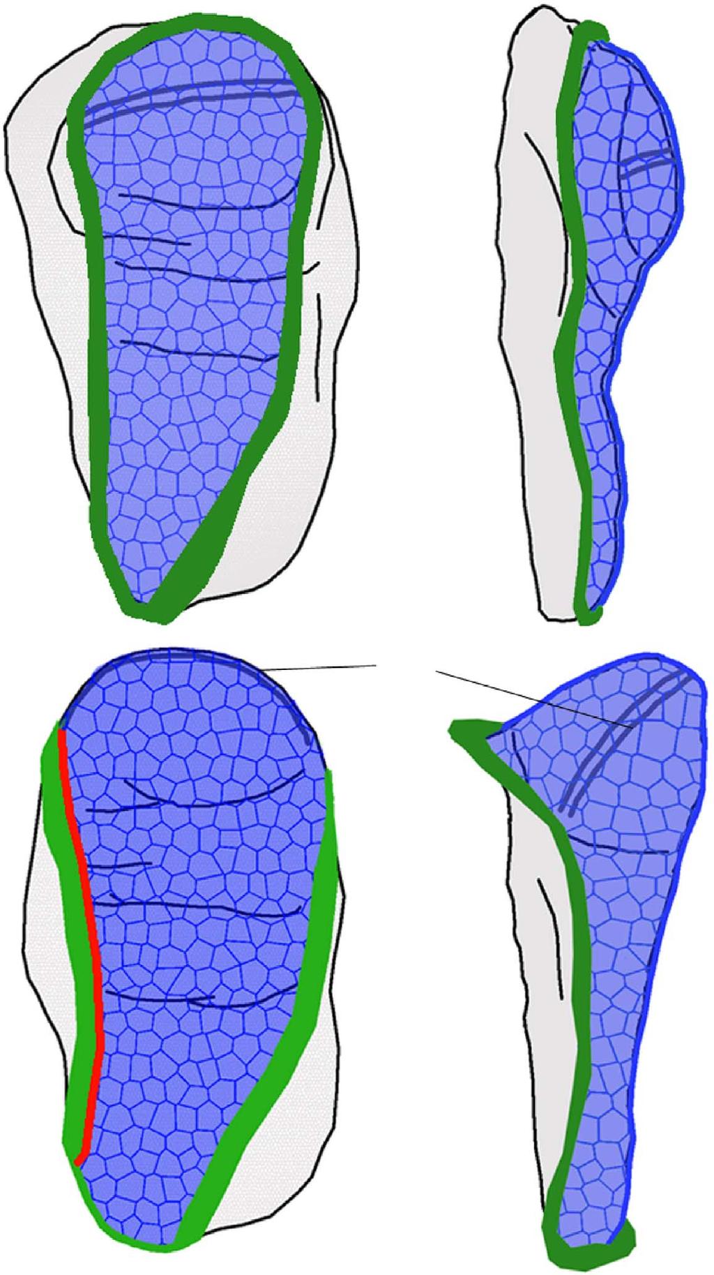 (b) Scheme showing relevant domains of the peripodial epithelium in a frontal (left) and a lateral (right) view at the same stage.