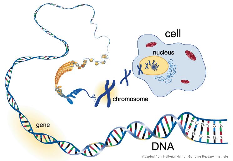 DNA: The book of life DNA, is the hereditary material in almost all living