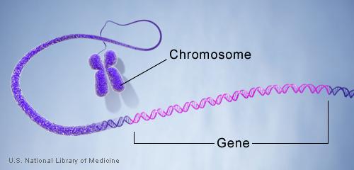 DNA: Chromosomes and genes The nucleus of each cell contains the DNA molecule, packaged into thread-like structures called chromosomes.