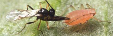 Parasitic Wasps 19